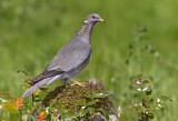 Image. Band-tailed Pigeon