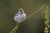 Image. Band-tailed Seedeater