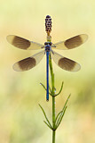 Image. Banded Demoiselle