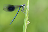 Image. Banded Demoiselle