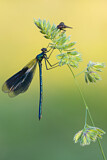 Image. Banded Demoiselle