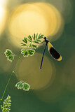 Image. Banded Demoiselle