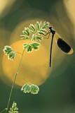 Image. Banded Demoiselle