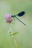 Image. Banded Demoiselle