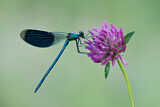 Image. Banded Demoiselle