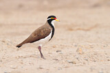 Image. Banded Lapwing
