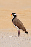 Image. Banded Lapwing