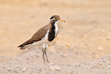 Image. Banded Lapwing