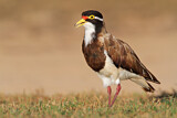Image. Banded Lapwing