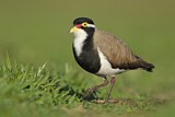 Image. Banded Lapwing