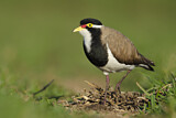Image. Banded Lapwing