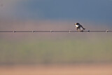 Image. Banded Martin