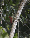 Image. Banded Woodpecker