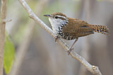 Image. Banded Wren