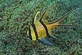 Image. Banggai-Kardinalbarsch