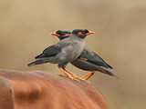 Image. Bank Myna