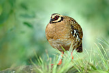 Image. Bar-backed Partridge