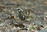 Image. Bar-backed Partridge