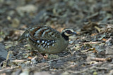 Image. Bar-backed Partridge