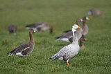 Image. Bar-headed Goose & Greater White-fronted Goose