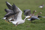 Image. Bar-headed Goose & Greater White-fronted Goose