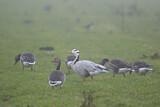 Image. Bar-headed Goose & Greylag Goose