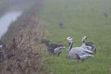 Image. Bar-headed Goose & Greylag Goose