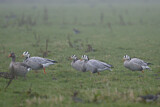 Image. Bar-headed Goose & Greylag Goose