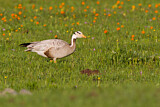 Image. Bar-headed Goose
