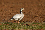 Image. Bar-headed Goose