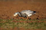 Image. Bar-headed Goose