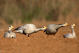 Image. Bar-headed Goose