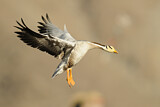 Image. Bar-headed Goose