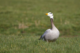 Image. Bar-headed Goose