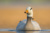 Image. Bar-headed Goose