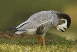 Image. Bar-headed Goose