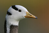 Image. Bar-headed Goose