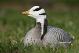 Image. Bar-headed Goose