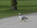 Image. Bar-headed Goose