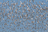 Image. Bar-tailed Godwit & Red Knot 