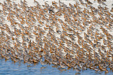 Image. Bar-tailed Godwit & Red Knot 