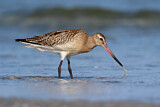 Image. Bar-tailed Godwit