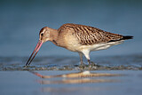 Image. Bar-tailed Godwit