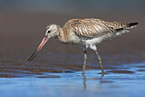 Image. Bar-tailed Godwit