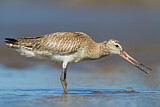 Image. Bar-tailed Godwit