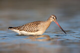 Image. Bar-tailed Godwit