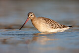 Image. Bar-tailed Godwit