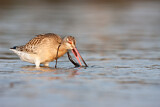 Image. Bar-tailed Godwit