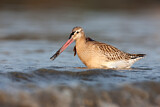 Image. Bar-tailed Godwit