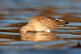 Image. Bar-tailed Godwit